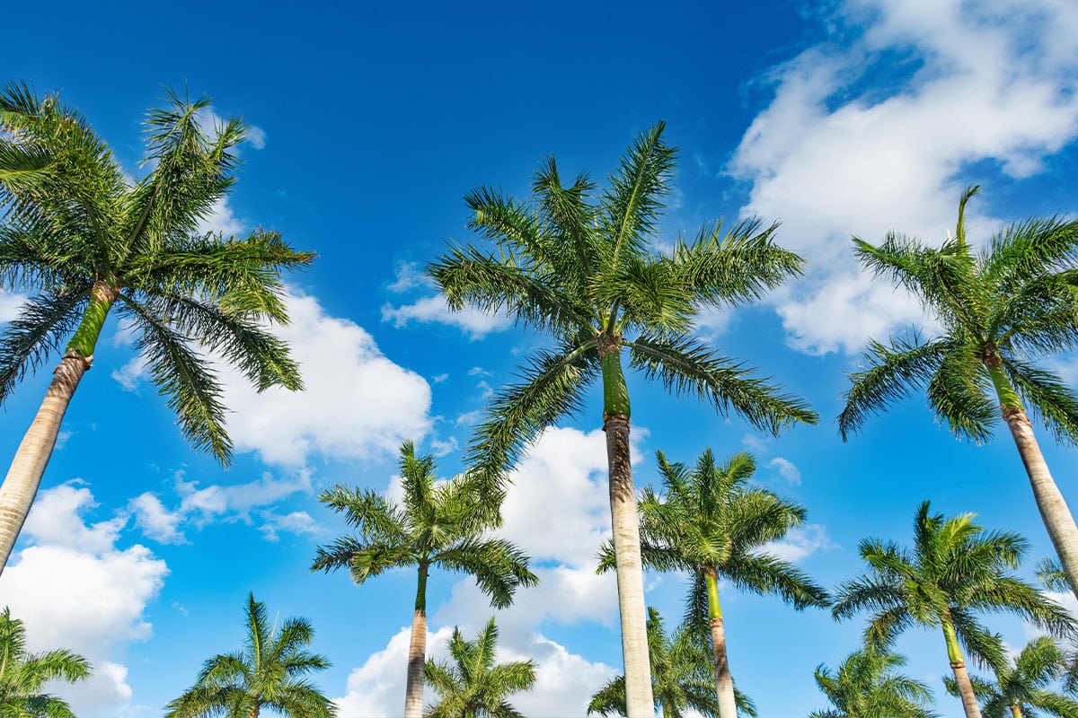 a group of palm trees next to a tree